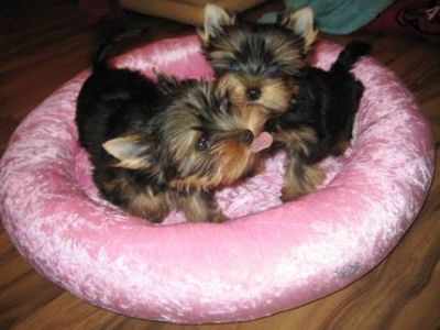 Mnnlichen und weiblichen Mini Yorkshire Terrier Welpen