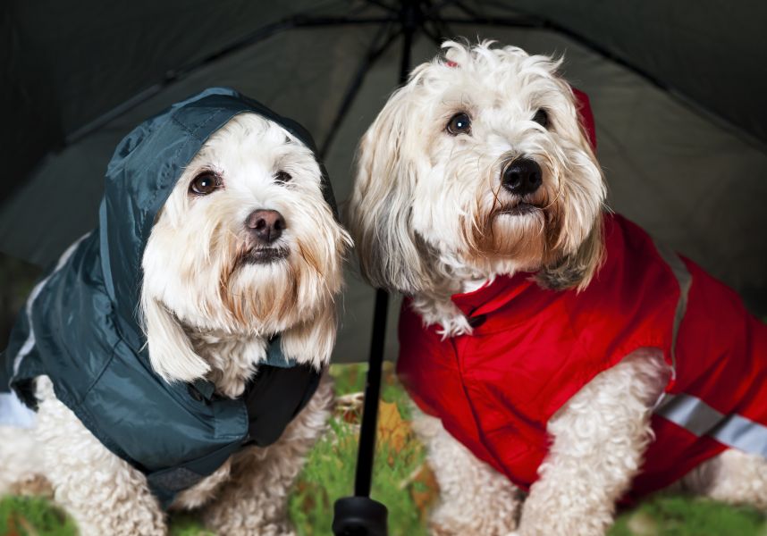 Erffnungsgutschein Tiermaschneiderei  Tierklamotten, Tierkleidung, Hundekleidung  