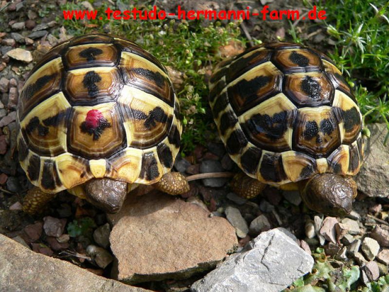 Italienische Landschildkröten Testudo hermanni hermanni Nachzuchten
