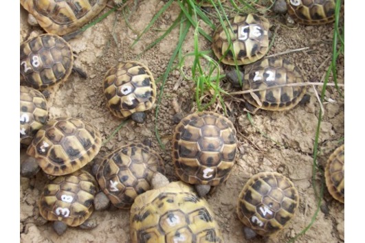Griechische Landschildkröten West (adult) Ostrasse und Breitrandschildkröten