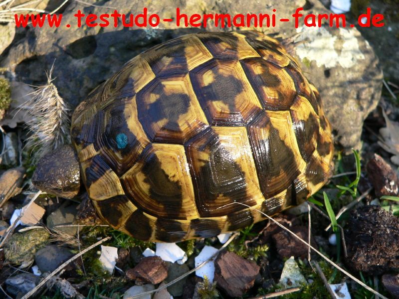 Italienische Landschildkröten Testudo hermanni hermanni Nachzuchten