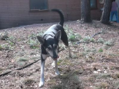 Zauberhafte schne liebe freundliche Hunde suchen top Zuhause!